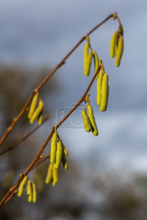 Photo for Hazel catkins in spring . the hazelnut blossoms hang from a hazelnut bush as harbingers of spring . hazelnut earrings on a tree against a blue autumn sky . Green male flowers of a common hazel . - Royalty Free Image