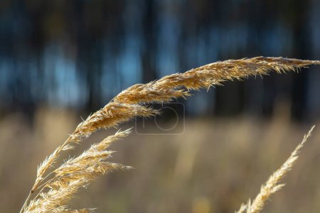 Photo for Inflorescence of wood small-reed Calamagrostis epigejos on a meadow. - Royalty Free Image