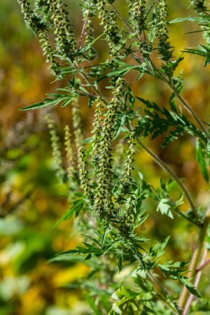 Photo for Ambrosia trifida, the giant ragweed, is a species of flowering plant in the family Asteraceae. - Royalty Free Image
