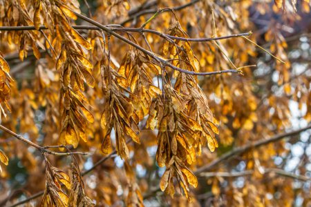 Photo for Yellow maple seeds against the blue sky. Macro. Maple branches with golden seeds on a clear sunny day. Close-up. Early spring concept. Bright beautiful nature background. - Royalty Free Image