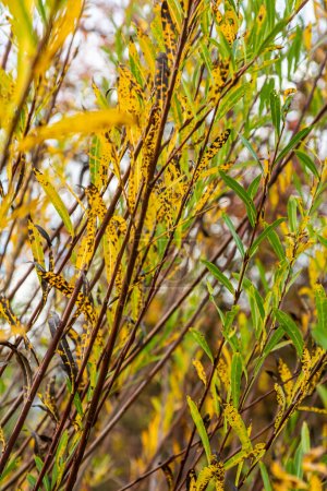Photo for Salix purpurea purple willow or osier is a species of Salix native to most of Europe. Purple willow catkin, Salix purpurea. - Royalty Free Image