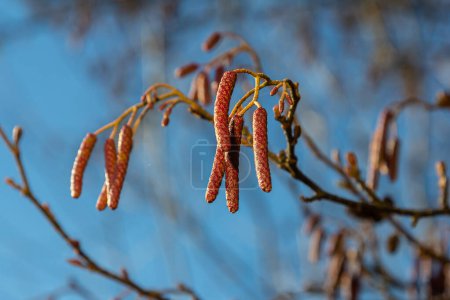 Photo for Speckled alders spread their seed through cone-like structures. - Royalty Free Image