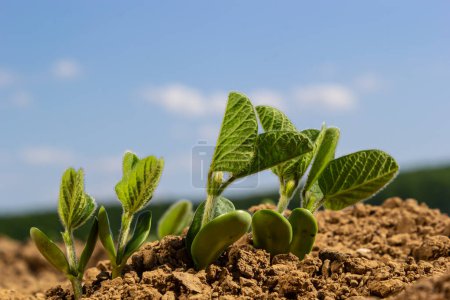 Téléchargez les photos : Semis de soja de printemps dans un champ agricole . - en image libre de droit