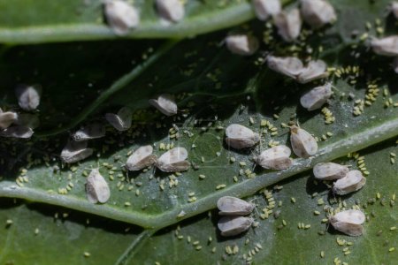 Foto de La parte inferior de las hojas de las plantas con plaga Col Whitefly Aleyrodes proletella adultos y larvas en la parte inferior de la hoja. Es una especie de mosca blanca de la familia Aleyrodidae, plaga de muchos cultivos. - Imagen libre de derechos