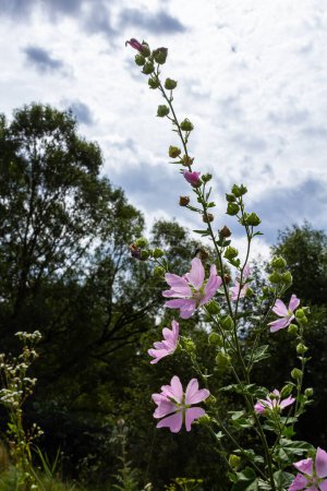 Téléchargez les photos : Gros plan de la fleur de Malva alcea musc plus grand, coupé feuillus, la verveine ou la mauve hollyhock, sur fond d'herbe vert flou doux. - en image libre de droit