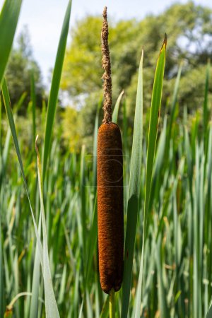 Photo for Typha wildplant at pond, Sunny summer day. Typha angustifolia or cattail. - Royalty Free Image