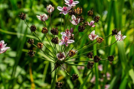 Photo for Butomus umbellatus, Flowering Rush. Wild plant shot in summer - Royalty Free Image