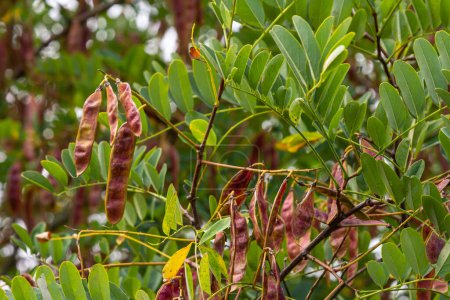 Téléchargez les photos : Robinia pseudoacacia, communément appelé criquet noir à graines. - en image libre de droit
