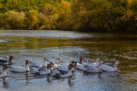 Los gansos domésticos nadan en el río. Una bandada de gansos domésticos en el río en un caluroso día soleado de verano.
