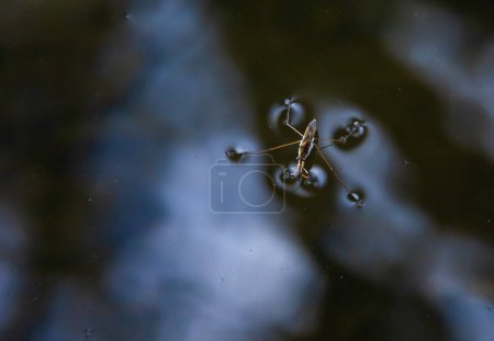 Téléchargez les photos : L'insecte Gerris lacustris, connu sous le nom de rampeur commun d'étang ou rampant commun d'eau, est une espèce de rampant d'eau, trouvé en Europe ont la capacité de se déplacer rapidement à la surface de l'eau et ont des jambes hydrophobes. - en image libre de droit