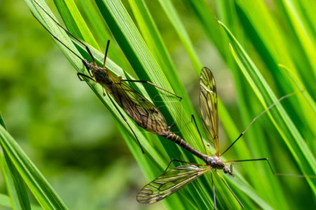 Téléchargez les photos : Une mouche de la grue Tipula maxima reposant sur une feuille d'ortie au début de l'été. - en image libre de droit