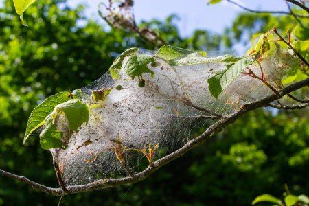 Photo for Group of Larvae of Bird-cherry ermine Yponomeuta evonymella pupate in tightly packed communal, white web on a tree trunk and branches among green leaves in summer. - Royalty Free Image