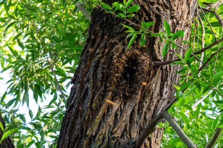 Eine Mulde in einem Baum, der von Honigbienen als Bienenstock genutzt wird.