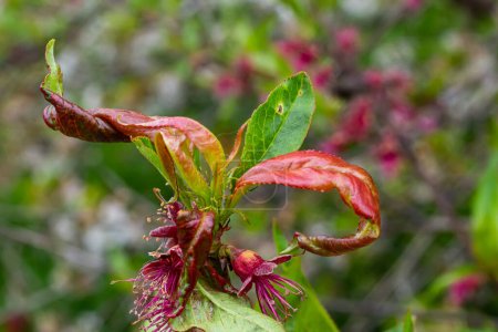 Photo for Sick leaves on the peach tree. Taphrina deformans. - Royalty Free Image