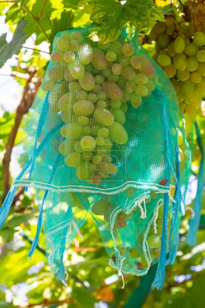 Photo for Fresh bunch of white grapes on the field. - Royalty Free Image