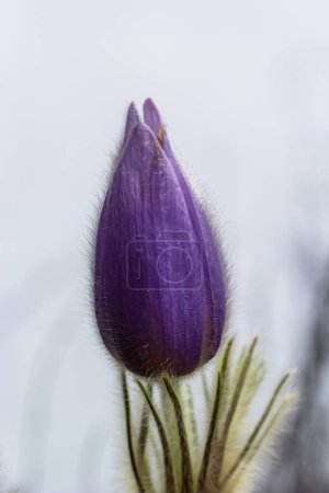 Téléchargez les photos : Pulsatilla slavica. Fleur de printemps dans la forêt. Une belle plante pelucheuse pourpre qui fleurit au début du printemps. Disparition des fleurs printanières. - en image libre de droit