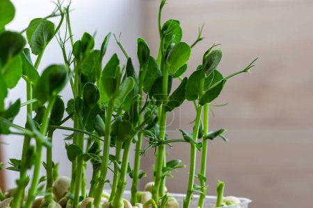 Photo for Micro green of peas macro shot. Fresh micro greens growing peas sprouts for healthy salad. Fresh natural organic product. - Royalty Free Image