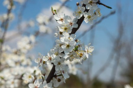 Selektive Fokussierung der schönen Zweige der Pflaumenblüten auf den Baum unter blauem Himmel, Schöne Sakura-Blüten im Frühling im Park, Florales Muster Textur, Natur Hintergrund.