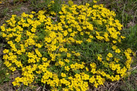 Photo for Potentilla neumanniana is a shrub with yellow flowers. - Royalty Free Image