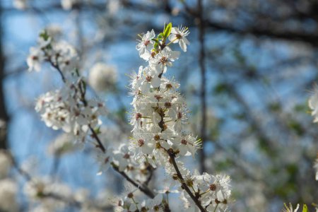 Enfoque selectivo de hermosas ramas de flores de ciruela en el árbol bajo el cielo azul, hermosas flores Sakura durante la temporada de primavera en el parque, textura del patrón floral, fondo de la naturaleza.