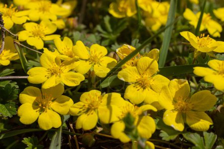 Photo for Potentilla neumanniana is a shrub with yellow flowers. - Royalty Free Image