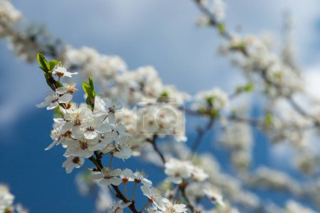 Téléchargez les photos : Foyer sélectif de belles branches de fleurs de prunier sur l'arbre sous le ciel bleu, belles fleurs Sakura pendant la saison printanière dans le parc, texture motif floral, fond de la nature. - en image libre de droit