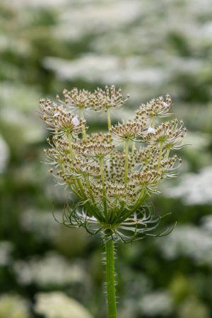Daucus carota known as wild carrot blooming plant.