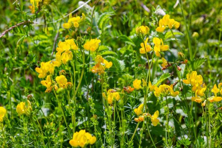 Photo for Close up of birds foot trefoil lotus corniculatus flowers in bloom. - Royalty Free Image