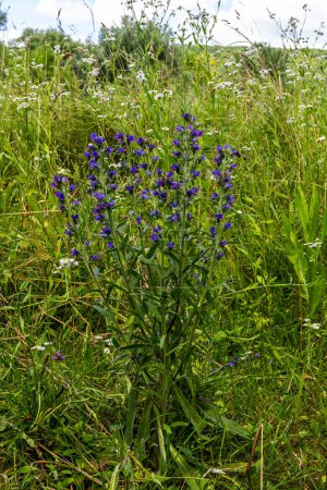 Téléchargez les photos : Le bugloss de Viper ou l'asclépiade Echium vulgare fleurissant dans la prairie sur le fond bleu vert naturel. Macro. Concentration sélective. Vue de face. - en image libre de droit
