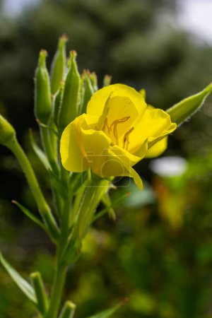 Foto de Onagra amarilla Oenothera biennis, planta medicinal para cosméticos, cuidado de la piel y eczema. - Imagen libre de derechos