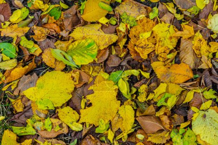 Téléchargez les photos : Motif sans couture automne feuilles dorées font un tapis lumineux sur le sol. - en image libre de droit