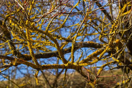 Xanthoria parietina common orange lichen, yellow scale, maritime sunburst lichen and shore lichen on the bark of tree branch. Thin dry branch with orange lichen, close-up, on blurred background.