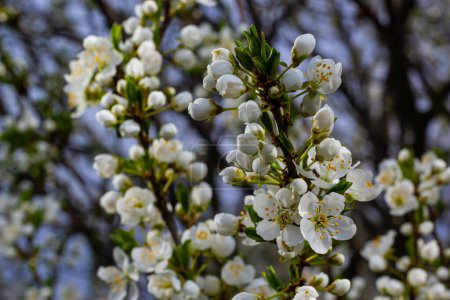 foyer sélectif de belles branches de fleurs de prunier sur l'arbre sous le ciel bleu, belles fleurs Sakura pendant la saison printanière dans le parc, texture motif floral, fond de la nature.