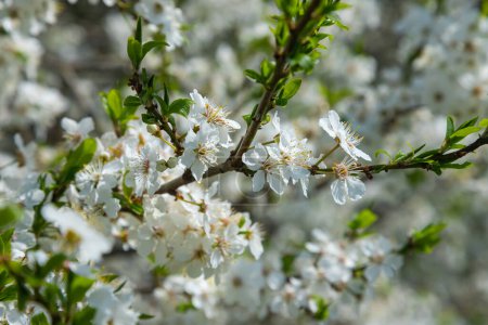Téléchargez les photos : Foyer sélectif de belles branches de fleurs de prunier sur l'arbre sous le ciel bleu, belles fleurs Sakura pendant la saison printanière dans le parc, texture motif floral, fond de la nature. - en image libre de droit