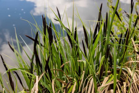 Carex acuta: se encuentra creciendo en los márgenes de ríos y lagos en las ecorregiones terrestres paleárticas en lechos de depresiones húmedas, alcalinas o ligeramente ácidas con suelo mineral.