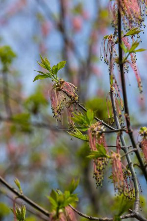 Der Eschenblättrige Ahorn Acer negundo blüht im zeitigen Frühling, sonnigem Tag und natürlicher Umgebung, verschwommener Hintergrund.