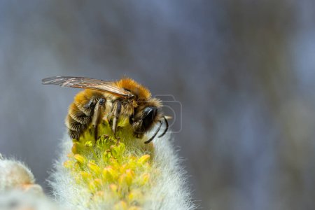 bee collects pollen on a yellow spring flower. willow branch with yellow spring flowers. delicate willow flowers in spring. Active work of bees to collect pollen. lot of pollen and nectar. close-up.