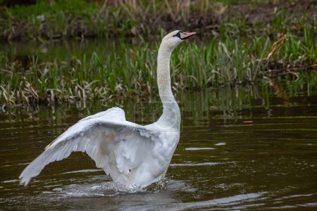 El cisne mudo Cygnus olor en el agua de un pequeño río. Un hermoso pájaro blanco.