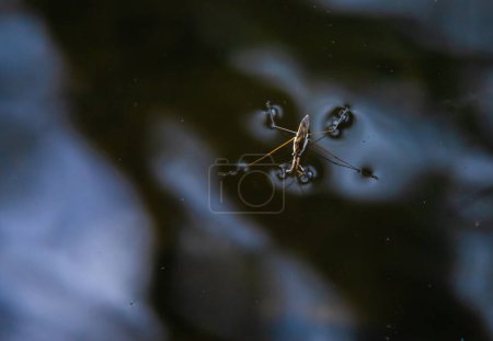 Insect Gerris lacustris, known as common pond skater or common water strider is a species of water strider, found in Europe have ability to move quickly on the water surface and have hydrophobic legs.