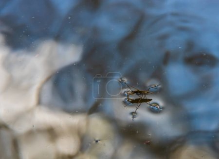 L'insecte Gerris lacustris, connu sous le nom de rampeur commun d'étang ou rampant commun d'eau, est une espèce de rampant d'eau, trouvé en Europe ont la capacité de se déplacer rapidement à la surface de l'eau et ont des jambes hydrophobes.