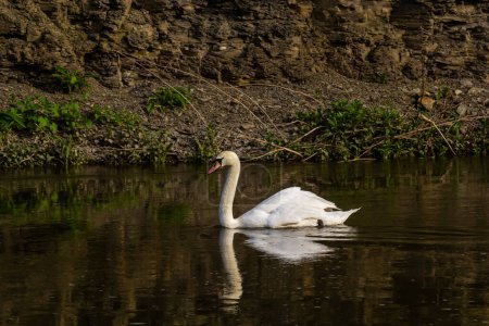 Der Höckerschwan Cygnus olor auf dem Wasser eines kleinen Flusses. Ein schöner weißer Vogel.