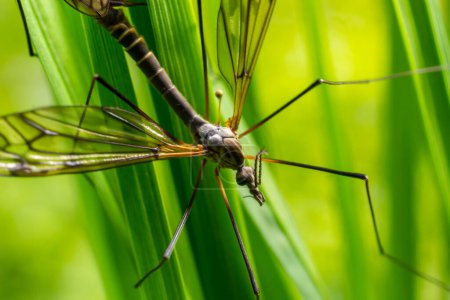 Téléchargez les photos : Une mouche de la grue Tipula maxima reposant sur une feuille d'ortie au début de l'été. - en image libre de droit