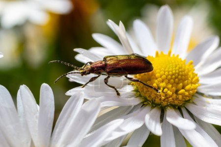 Téléchargez les photos : Un scarabée aquatique à longues antennes Donacia reticulata, Famille Chysomelidae. - en image libre de droit