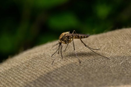 macro de Mosquito Chupar en la sangre, Mosquito usando taladro bucal a través de la ropa, los mosquitos son portadores de enfermedades humanas y animales, enfoque selectivo.