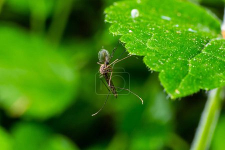 macro normal female mosquito isolated on green leaf.