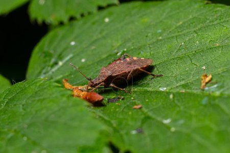 A closeup shot of a brown forest bug or red-legged shieldbug on a green leaf, Pentatoma rufipes.