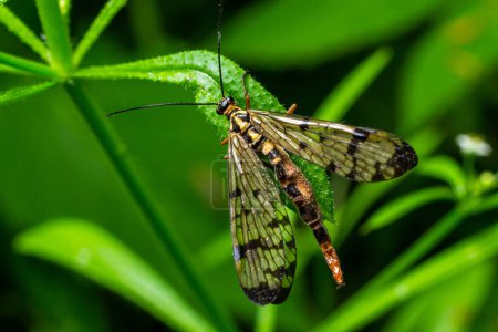 Großaufnahme einer deutschen Skorpionfliege, Panorpa germanica sitzt auf einem grünen Blatt.