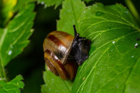 Oxychilus alliarius , commonly known as the garlic snail or garlic glass-snail.