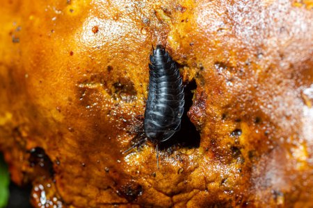 Larvas de escarabajos carroñeros, escarabajos carroñeros o escarabajos enterradores Silphidae.