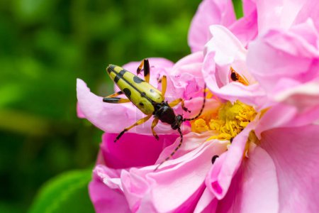 Primer plano en un escarabajo de cuerno largo manchado, Leptura maculata en la flor rosa, Daucus carota.